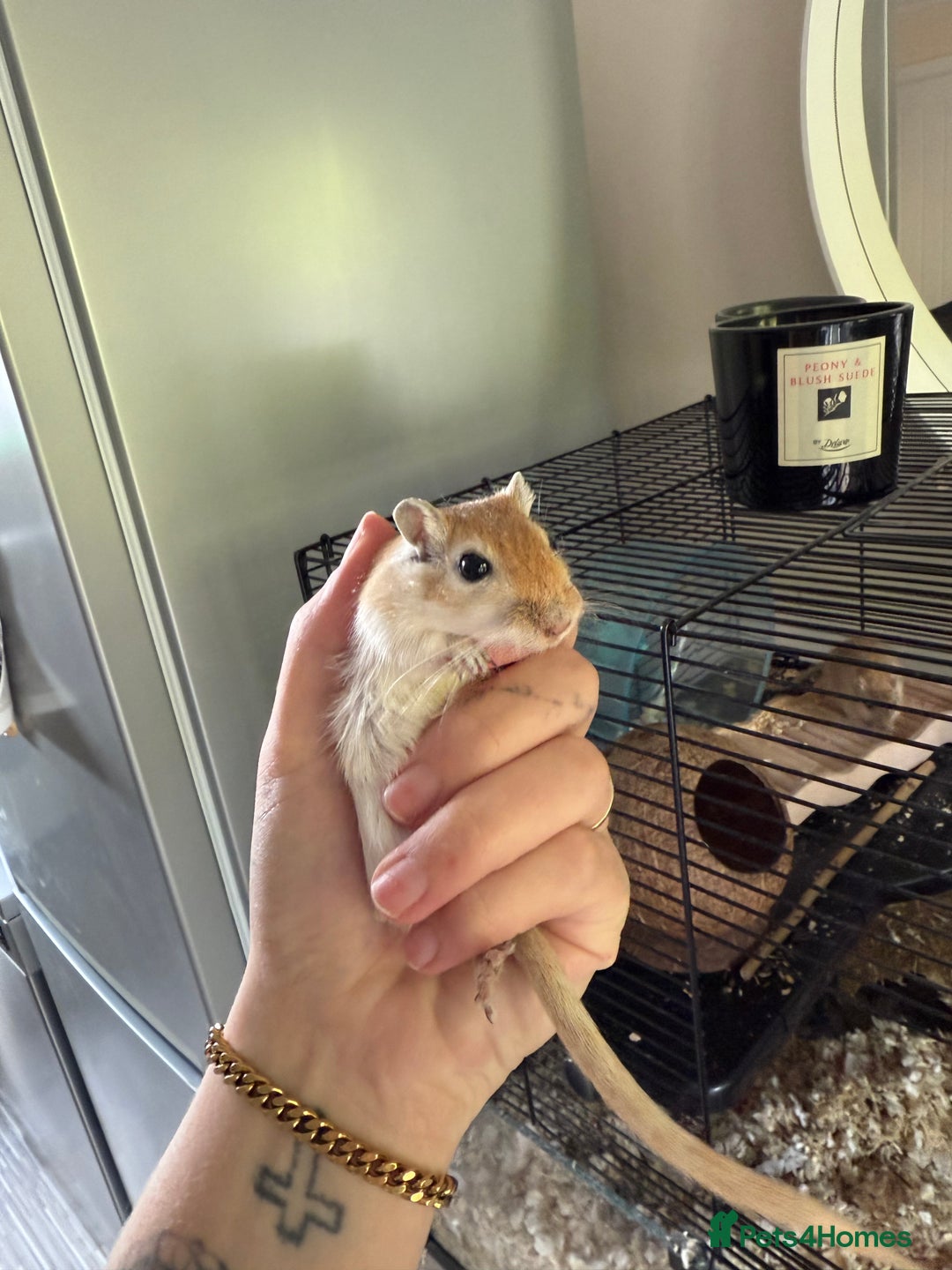 Gerbil rodents for sale: 4 males gerbils and set up  - Image 5