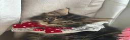 Maine Coon cats for sale: Maincoon Kittens ready to find new home  - Advert 20