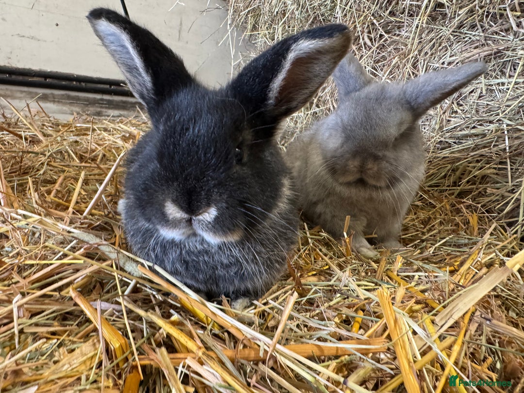 French Lop rabbits for sale: Beautiful Miniature Lop Does - Advert 6