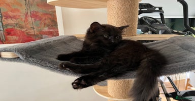 Mixed Breed cats - Advert 6
