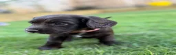 Sprocker dogs for sale: F2 Sprocker Spaniel Puppies - Advert 4