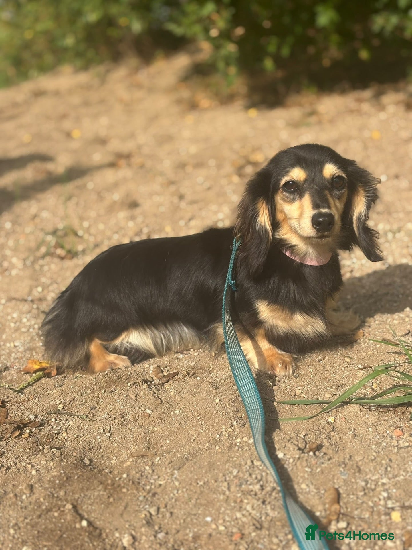Miniature Dachshund dogs Mini black and cream female - Advert 2