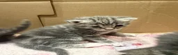 Mixed Breed cats for sale: FINAL BOY AVAILABLE - Advert 5