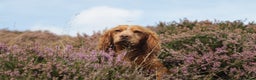 Cocker Spaniel dogs for stud: Fully Health tested Excellent Cocker now at stud in Lancaster - Advert 1