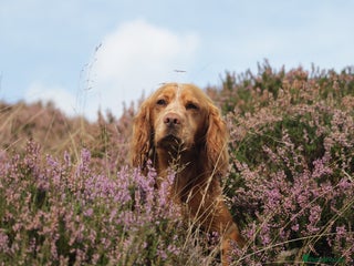 Cocker Spaniel dogs in Lancaster - Advert 37