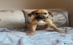 Mixed Breed dogs for sale: Cane corso X Alaskan malamute surprise litter  - Image 28
