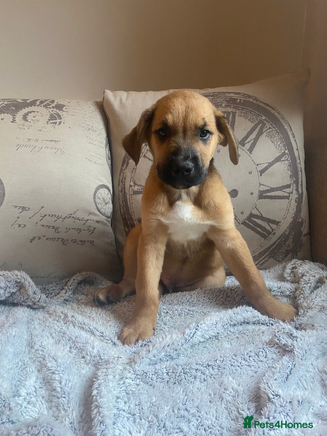 Mixed Breed dogs for sale: Cane corso X Alaskan malamute surprise litter  - Image 28