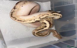Python Snake reptiles for sale: Royal pythons for sale  - Image 3