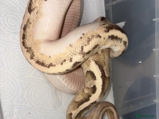 Python Snake reptiles - Advert 3