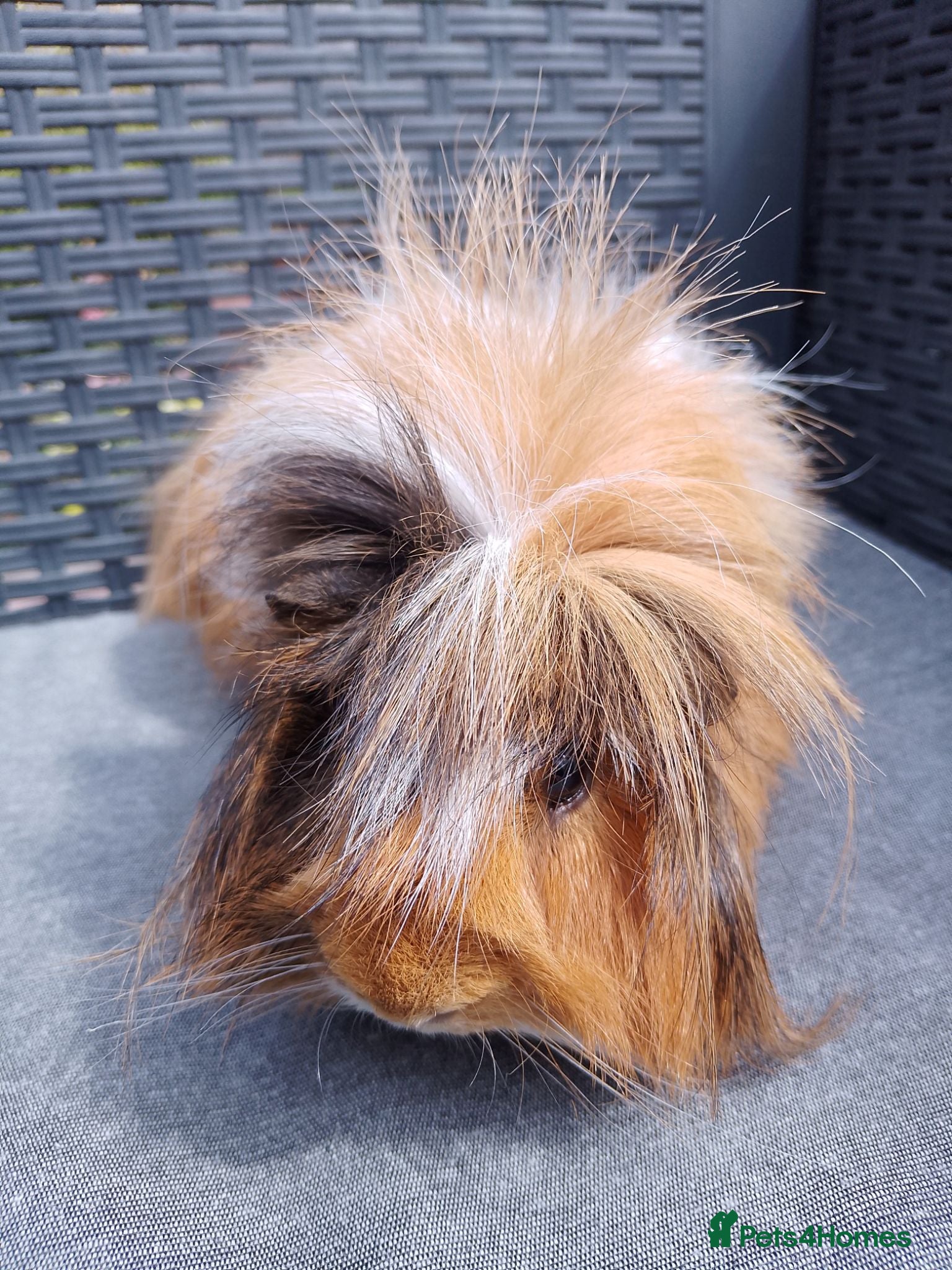 Guinea Pig rodents Single Peruvian boar and bonded mixed bead pair - Advert 2