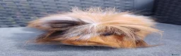 Guinea Pig rodents for sale: Single Peruvian boar and bonded mixed bead pair - Advert 1