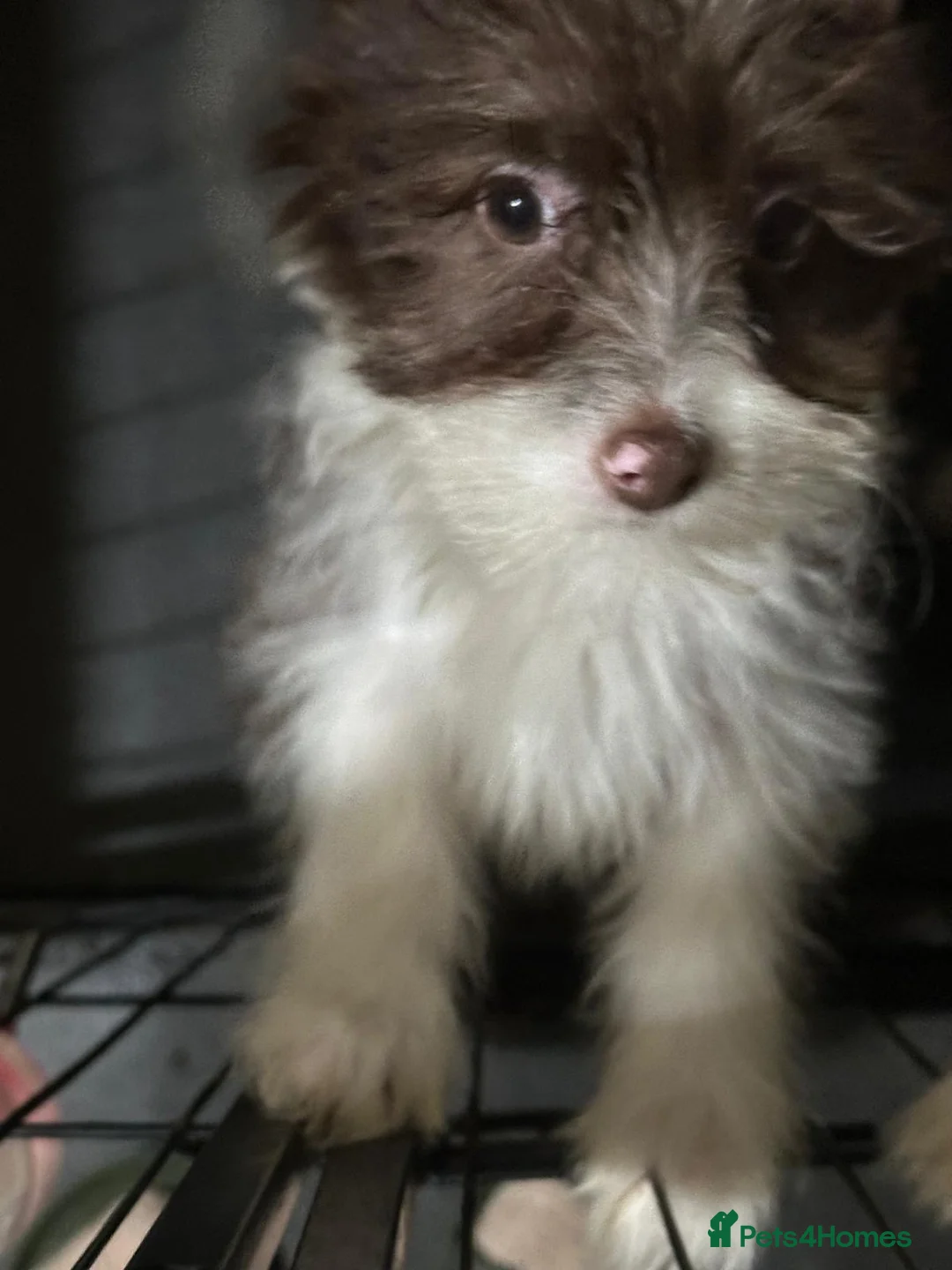 Chinese Crested dogs for sale: Chinese crested powder puff - Advert 2