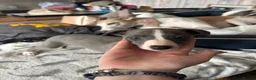 Whippet dogs for sale: Amazing whippet puppies  - Advert 13