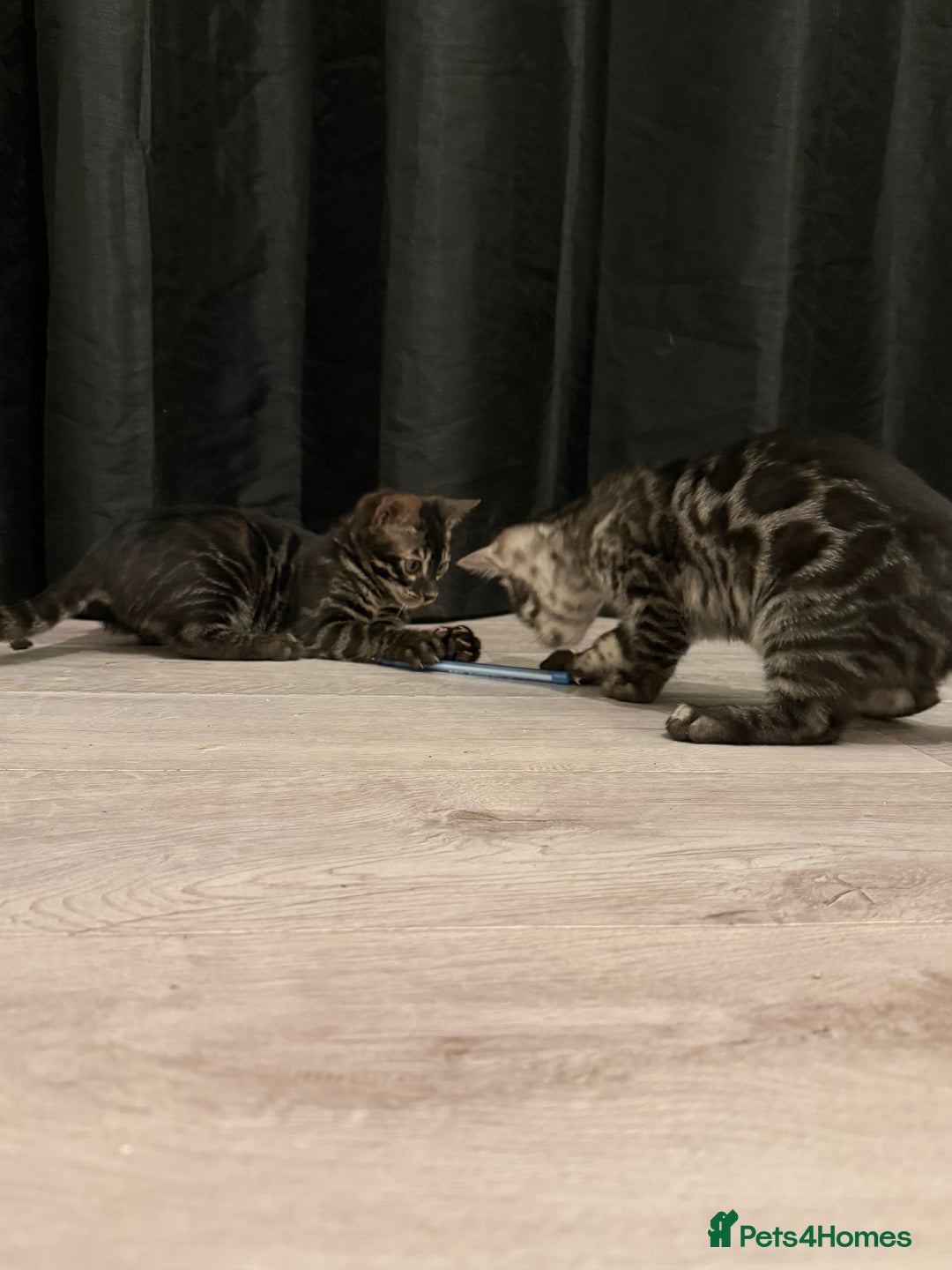 Bengal cats for sale: TICA registered pedigree Bengal Kittens - Advert 16