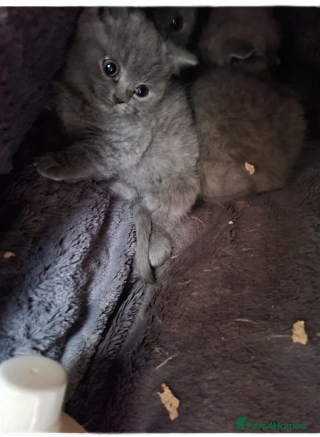 British Shorthair cats for sale: Absolutely beautiful pedigree British short hair  in Huddersfield - Advert 2