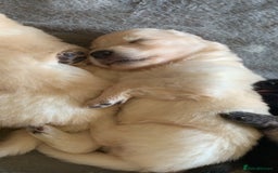 German Shepherd dogs for sale: Stunning litter of German shepherds  - Image 19