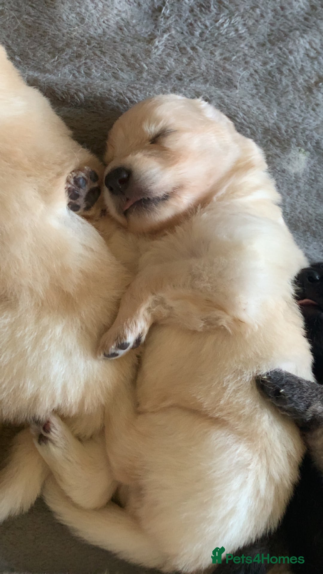 German Shepherd dogs for sale: Stunning litter of German shepherds  - Image 19