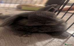 Mini Lop rabbits for sale: Mini loop  - Image 5