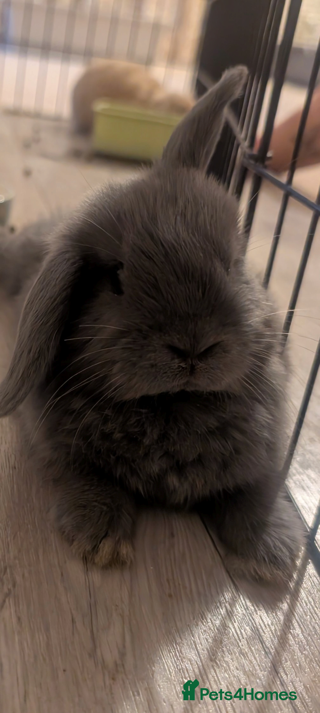 Mini Lop rabbits for sale: Mini loop  - Image 5