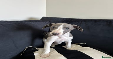 Whippet dogs - Advert 1