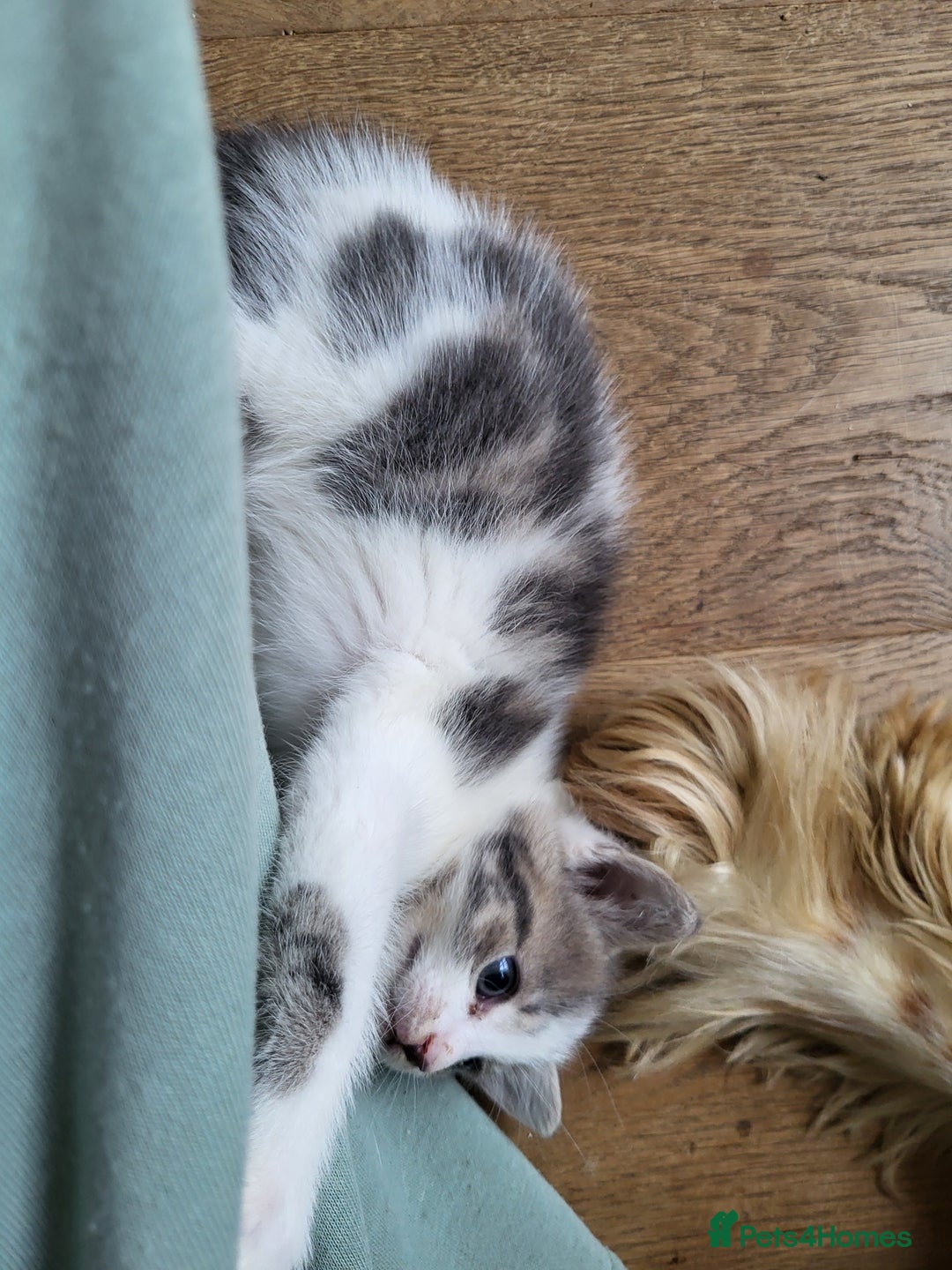 Mixed Breed cats for sale: Mixed kittens for sale, wide range of variety. - Advert 12