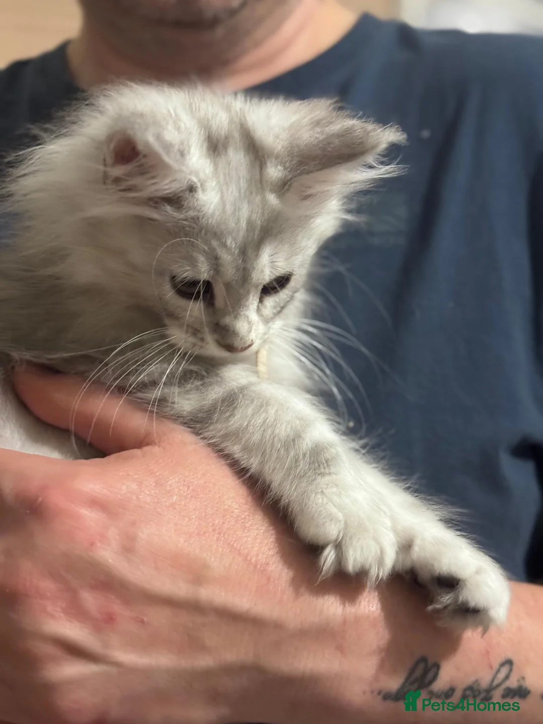 Maine Coon cats for sale: Gorgeous Maine Coon Kittens with GCCF Pedigree  - Advert 1