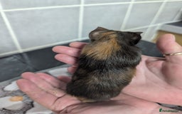 Guinea Pig rodents for sale: 4 baby boy guinea pigs  - Image 5