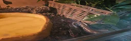 Python Snake reptiles for sale: Beautiful butter het clown female in Swansea - Advert 2