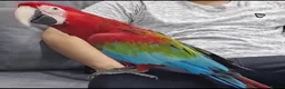 Macaws birds for sale: Handreared silly tame macaws. - Advert 10