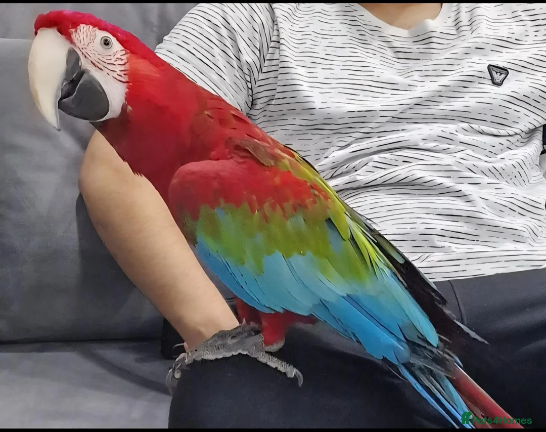 Macaws birds for sale: Handreared silly tame macaws. - Advert 10
