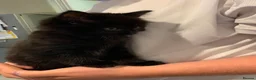 Mixed Breed cats for sale: 3 beautiful playful kittens  - Advert 4