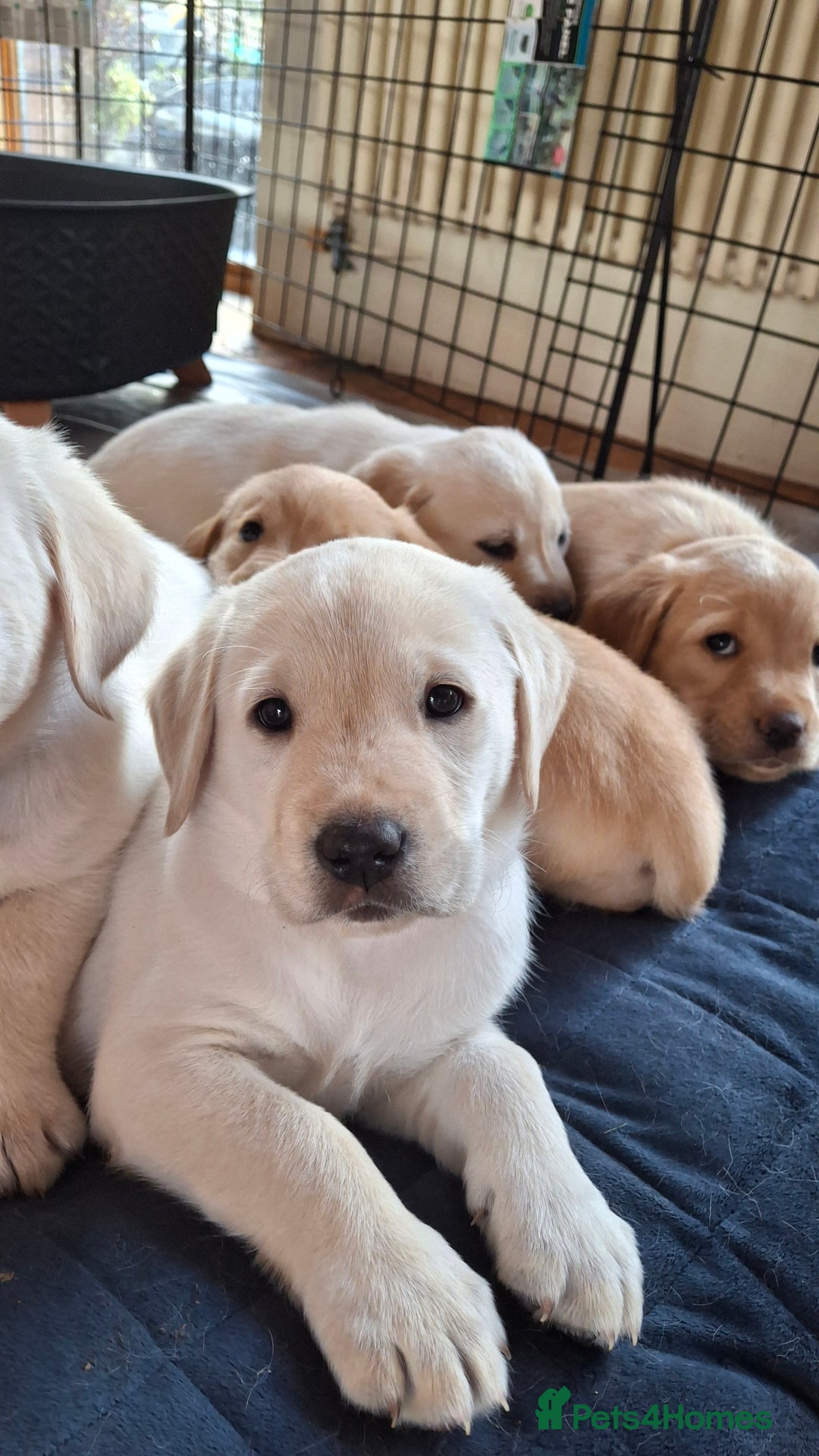 Labrador Retriever dogs for sale: Labrador puppies ready to leave. - Advert 8
