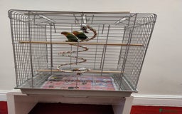Lovebirds birds for sale: Lovebird pair with cage starter food and toys - Image 4