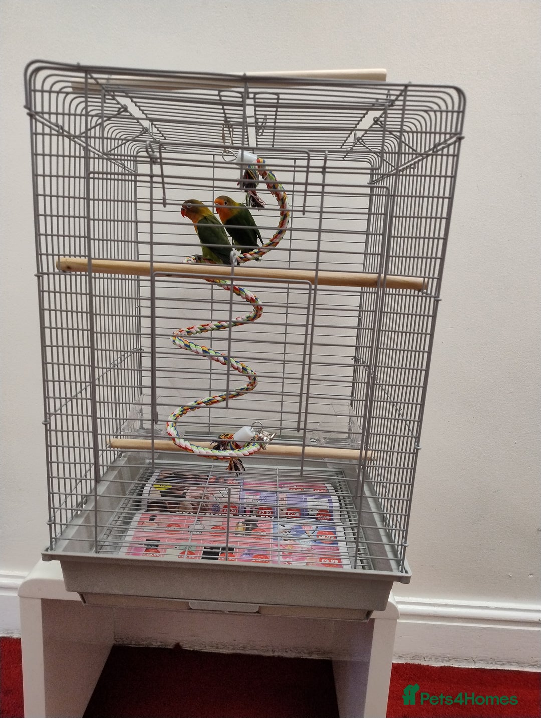 Lovebirds birds for sale: Lovebird pair with cage starter food and toys - Image 4