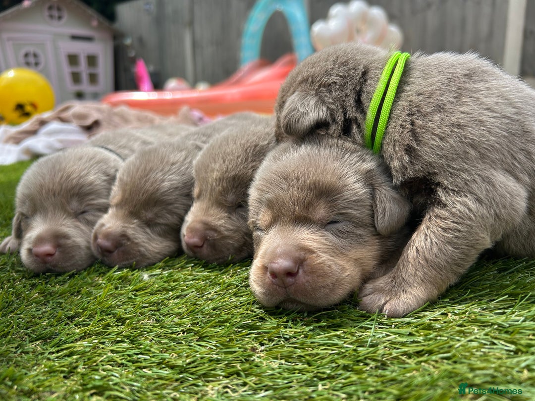 Labrador Retriever dogs for sale:  KC registered Silver and silver and tan labs  - Image 2
