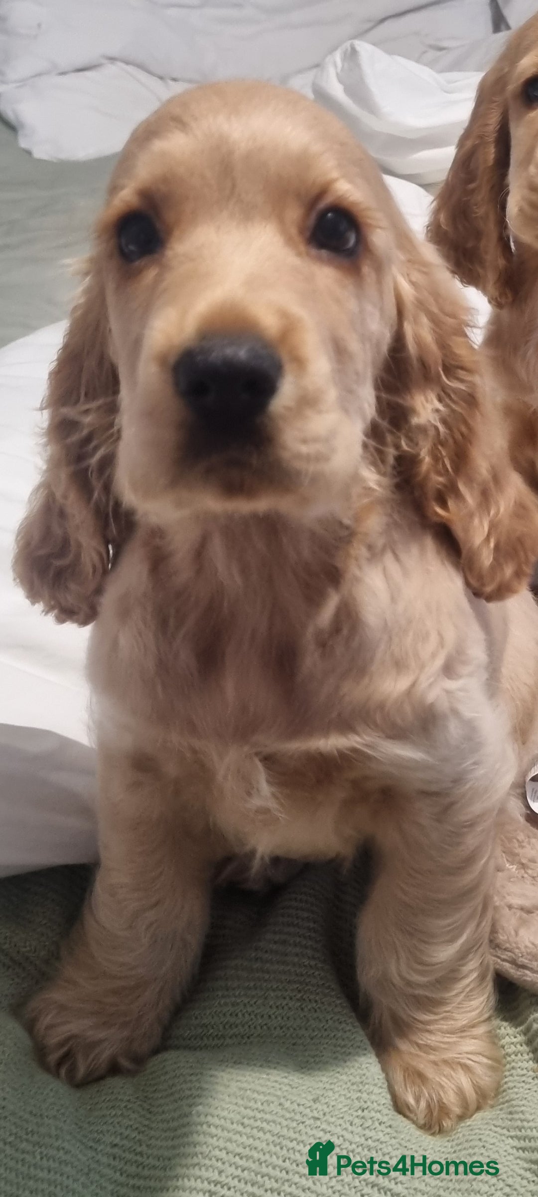 Cocker Spaniel dogs 1 boy show type cocker spaniel puppy left!!! - Advert 11