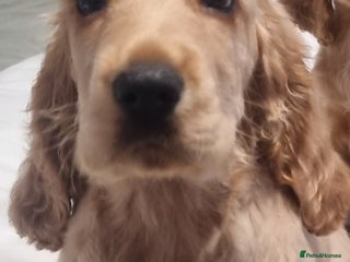 Cocker Spaniel dogs 1 boy show type cocker spaniel puppy left!!! - Advert 1