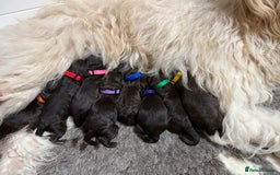 Labradoodle dogs for sale: F4b Standard Labradoodles (Fully Health Tested) - Advert 14