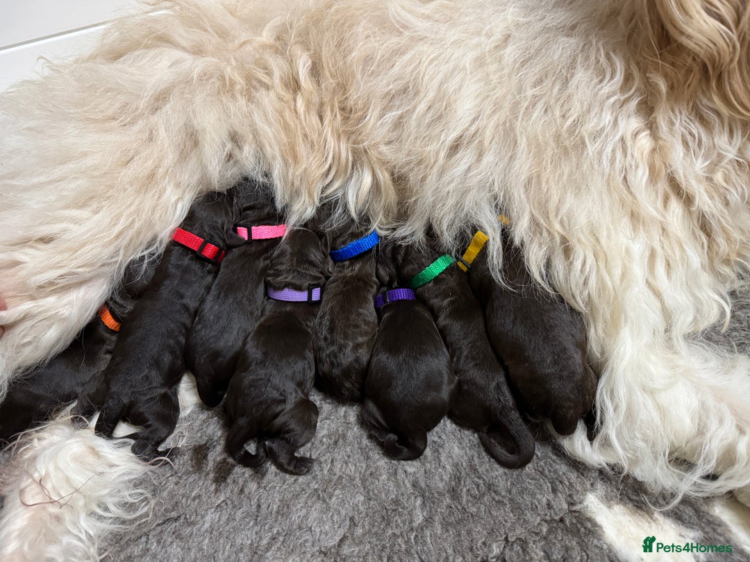 Labradoodle dogs for sale: F4b Standard Labradoodles (Fully Health Tested) - Advert 14