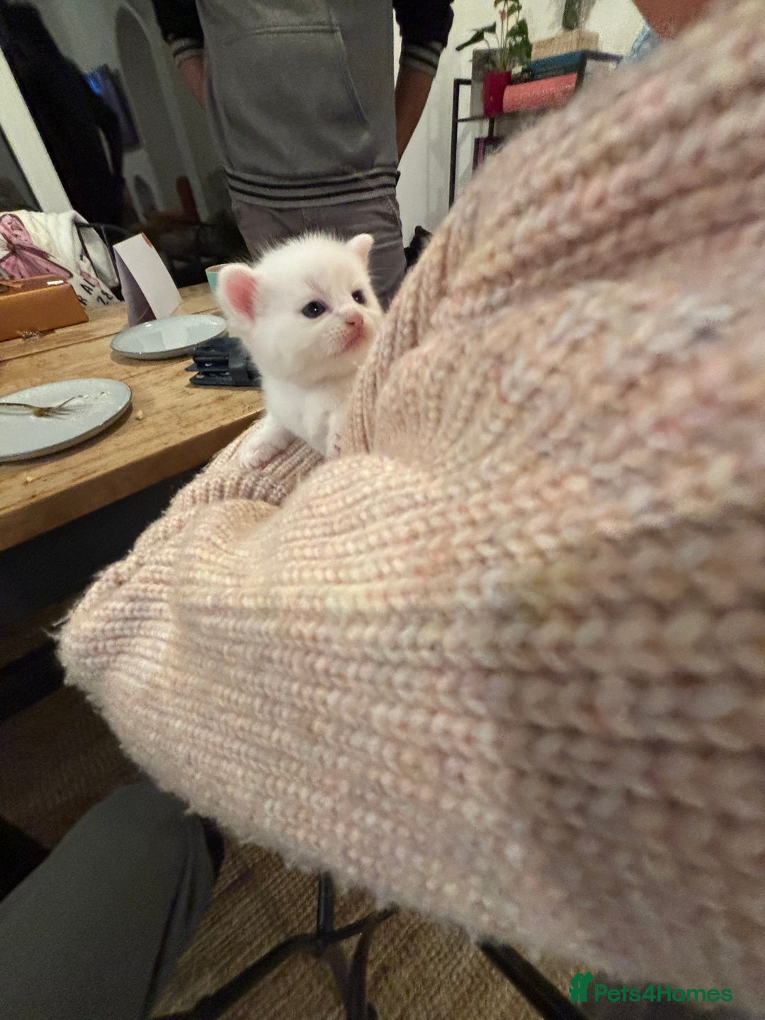 Khao Manee cats for sale: Cut fluffy kittens  - Advert 5