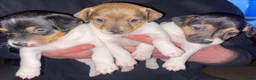 Jack Russell dogs for sale: Jack Russell Puppies in Rossendale - Advert 1