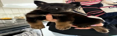 German Shepherd Puppy 7