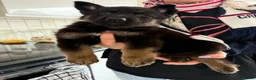 German Shepherd dogs for sale: Fully kc German Shepherd puppies  - Advert 7
