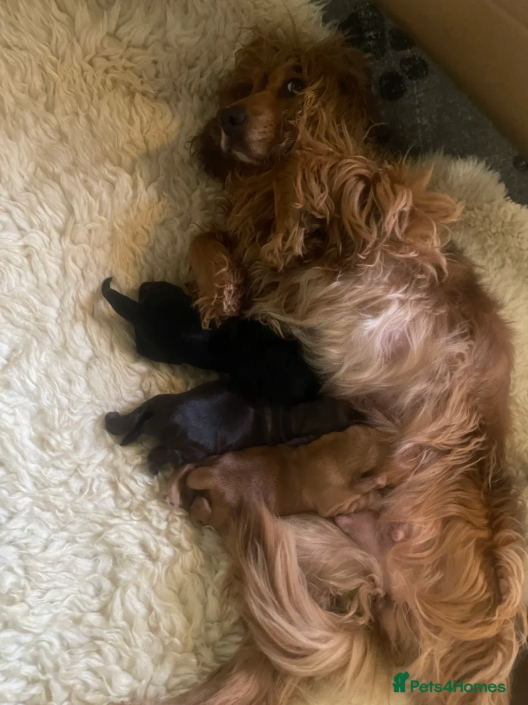 Cocker Spaniel dogs for sale: Beautiful chunky Show Cocker Spaniels - Advert 2