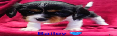Bailey 