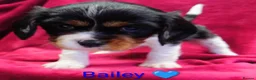 Cavalier King Charles Spaniel dogs for sale: Cavalier King Charles Spaniels  in Tavistock - Advert 4