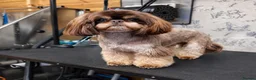 Shih Tzu dogs for sale: Beautiful imperial Shihzu puppies mix of colours  - Advert 5