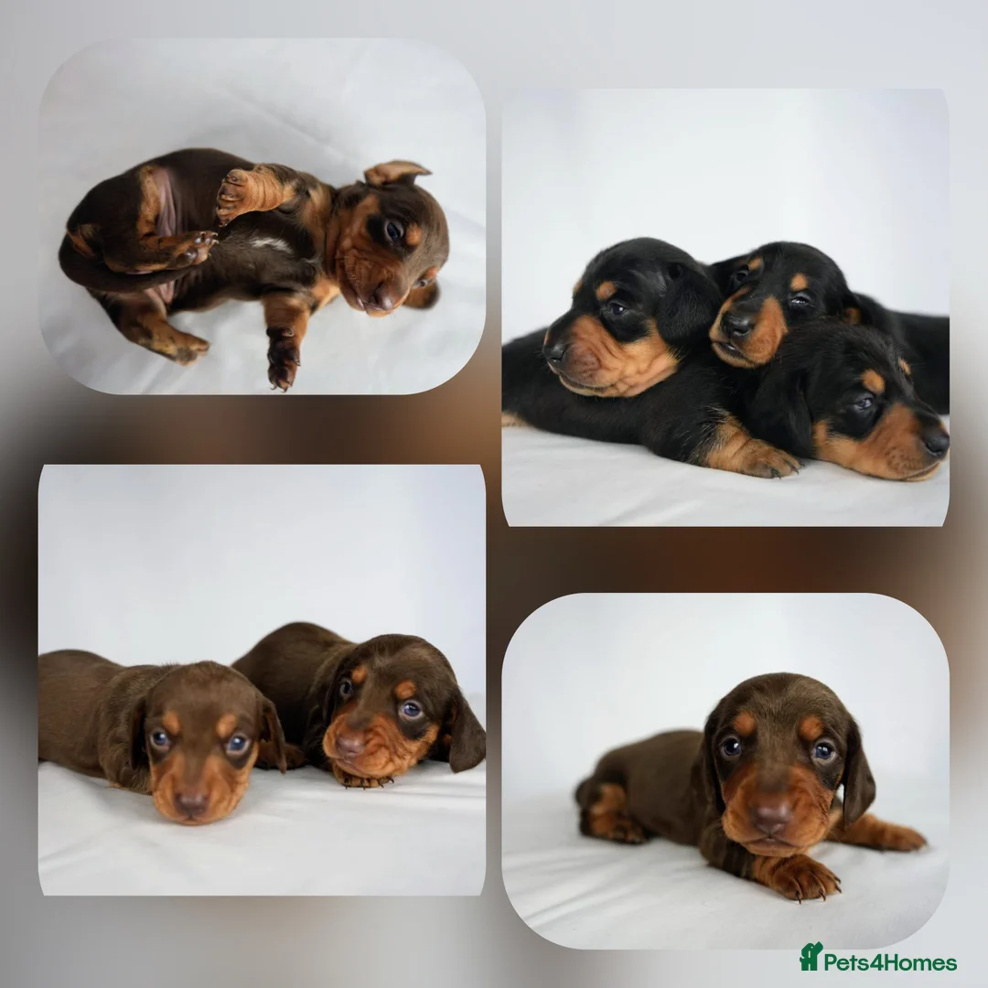 Miniature Dachshund dogs for stud: KC reg Isabella & Tan Stud! Free ovulation test in Stockton-on-Tees - Advert 15