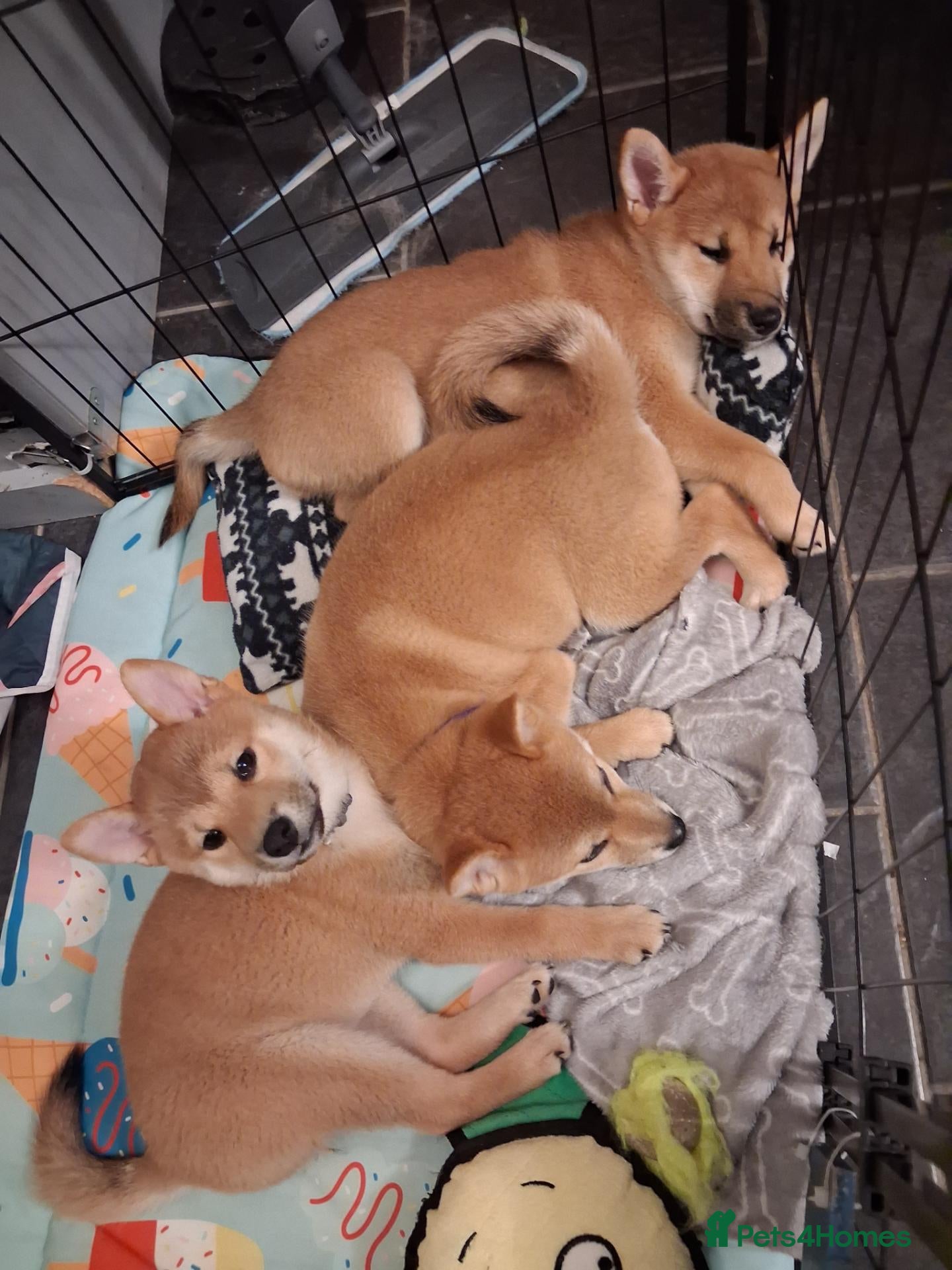 Japanese Shiba Inu dogs *New price! 3 left* all KC female shiba inus. - Advert 17