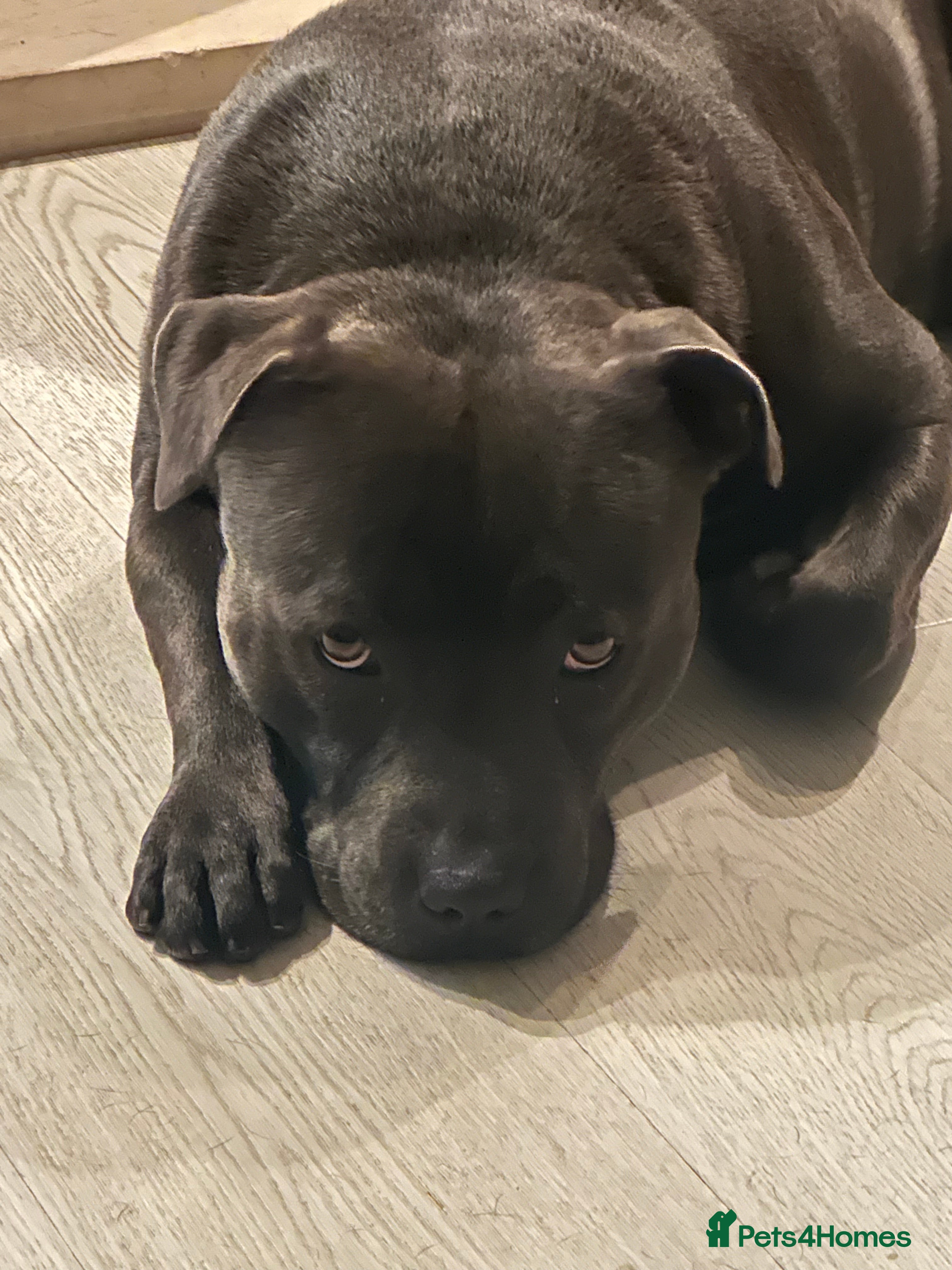 Staffordshire Bull Terrier dogs (ROCKY) rezevoire prince amond  - Advert 4